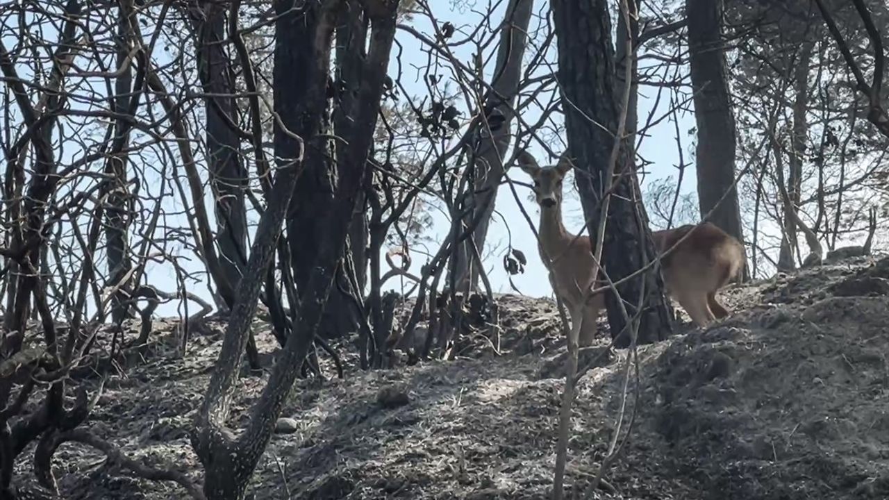 Çanakkale Gelibolu orman yangını: Alevlerden kaçan karaca görüntülendi