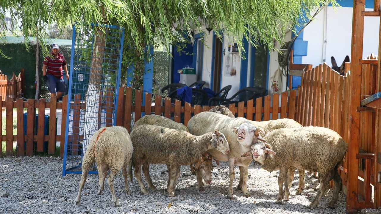Çanakkale ve İzmir yangınlarında yaralanan 15 küçükbaş hayvan Bursa'da tedavi ediliyor