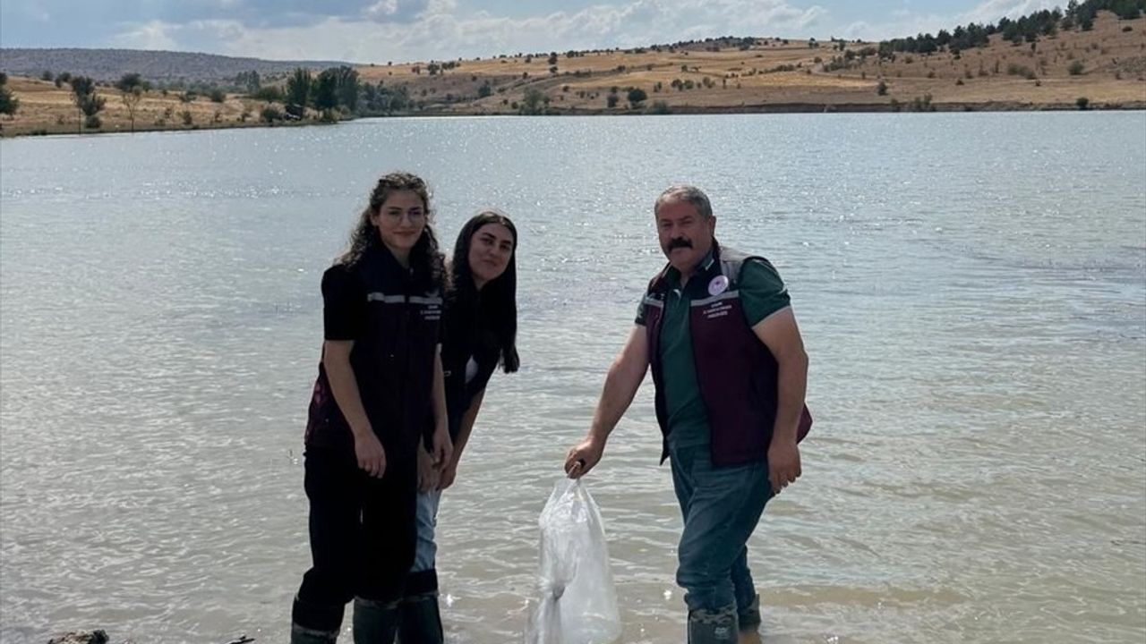 Çankırı Çerkeş’te Bozoğlu Göleti ve Akhasan Barajı’na 320 bin sazan yavrusu bırakıldı