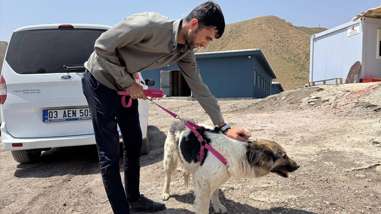 Ceylan Ertem'in Sahiplendiği Köpek, Hakkari'de Ahbap Derneği Gönüllüsüne Teslim Edildi