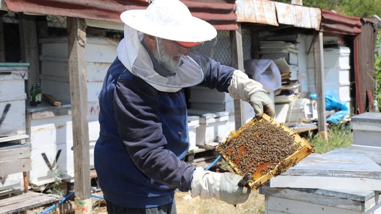 Çubuk'ta Arıcılar Çiçek Balı Hasadına Başladı