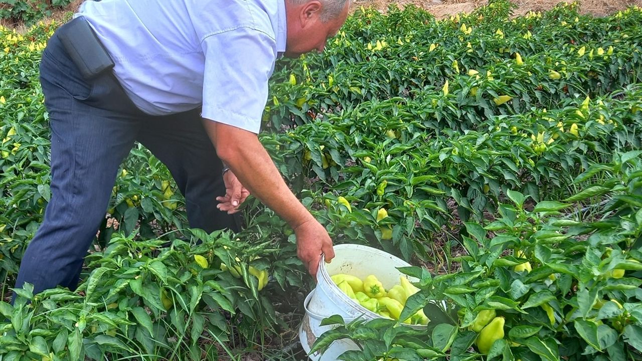 Denizli'de Kale Biberi Hasadına Başlandı