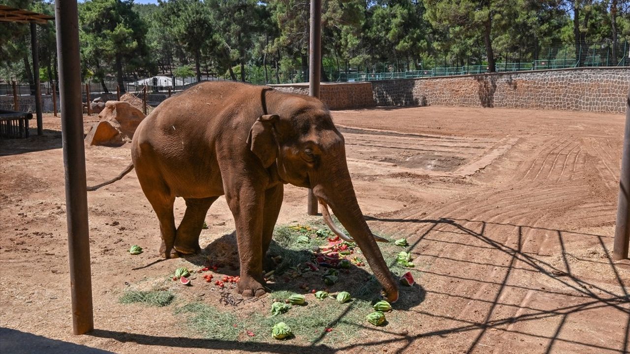 Dünya Fil Günü'nde İlk Tüp Bebek Fili Gabi'ye Özel Menü Hazırlandı