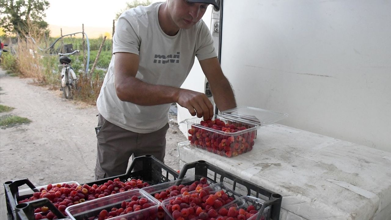 Düzce'de 15 dönümü meyve bahçesine dönüştürdü: Aronya, frambuaz ve böğürtlenle üretici oldu