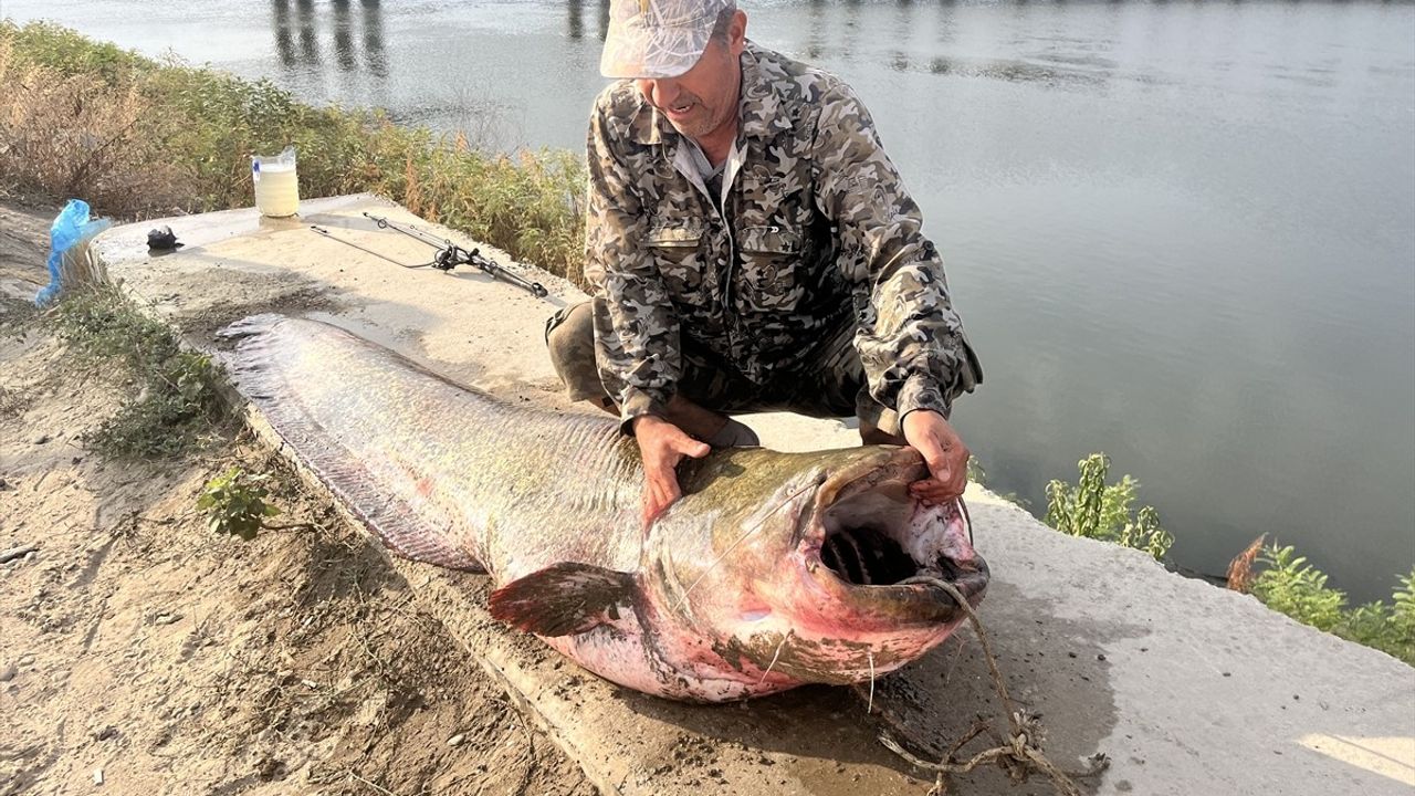 Edirne Meriç Nehri'nde oltayla yakalanan 2,5 metre, 100 kg yayın balığı