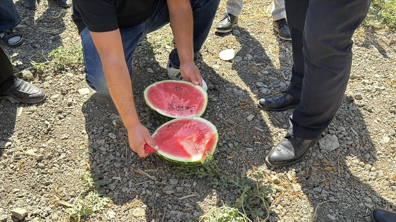 Eflani Ovaçalış'ta karpuz hasadı etkinliği: Yerel üretim tanıtıldı