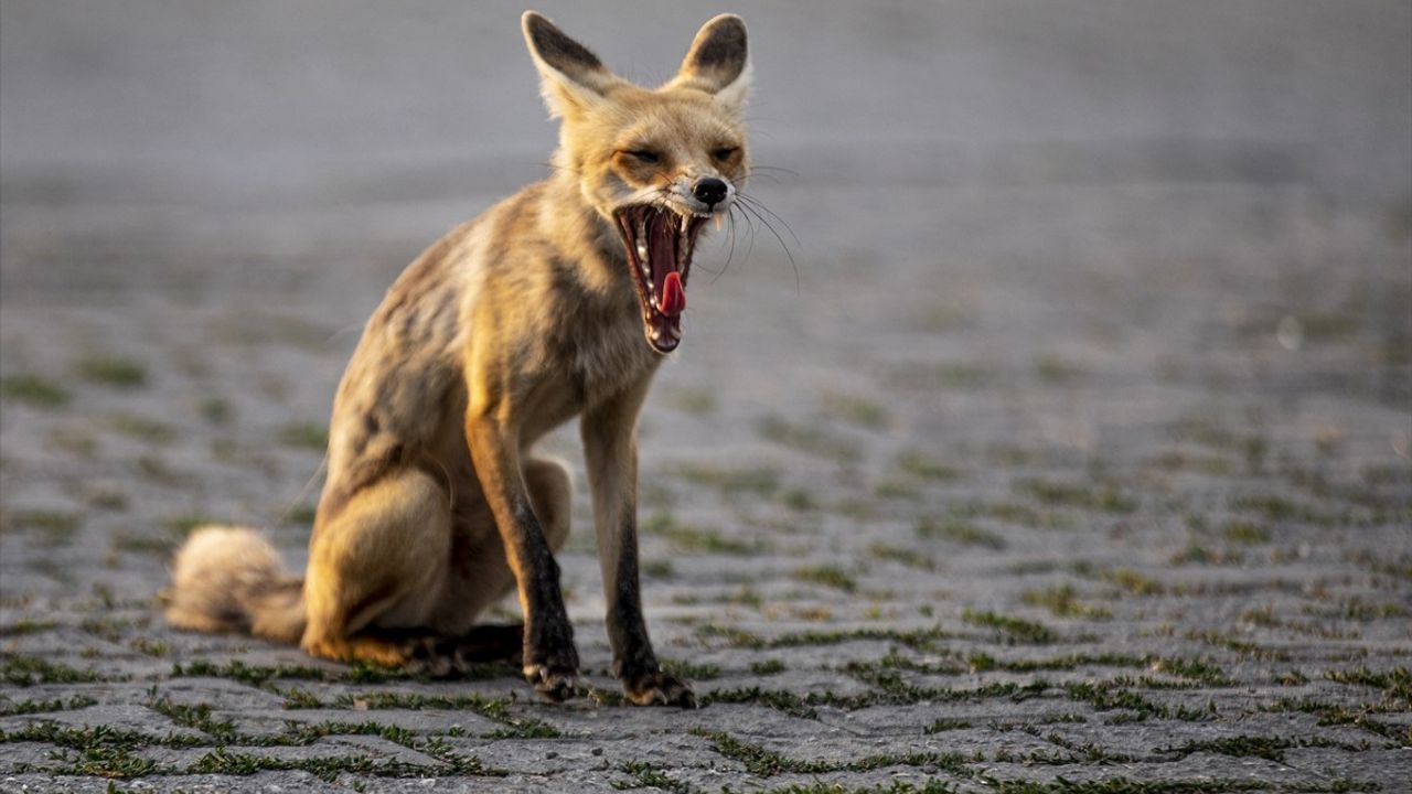 Erciş'te polis lokaline her akşam gelen tilki, çalışanlar tarafından besleniyor
