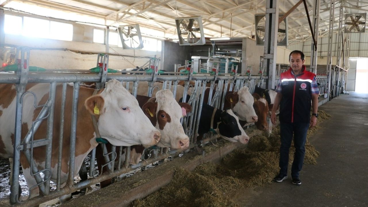 Erzincan'da şapla mücadele: yoğun aşılama programı ile hayvan sağlığı güvence altında