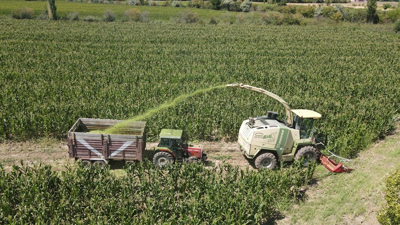 Erzincan'da silajlık mısır üretimi 30 bin dekara çıkarak hayvancılığa güç veriyor