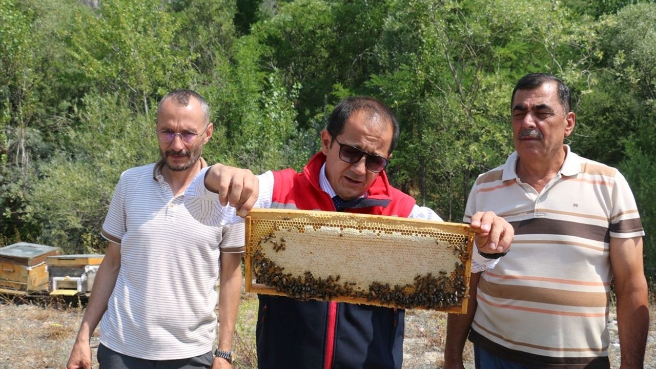 Erzincan Geven Balı'nın Hasadı Başladı