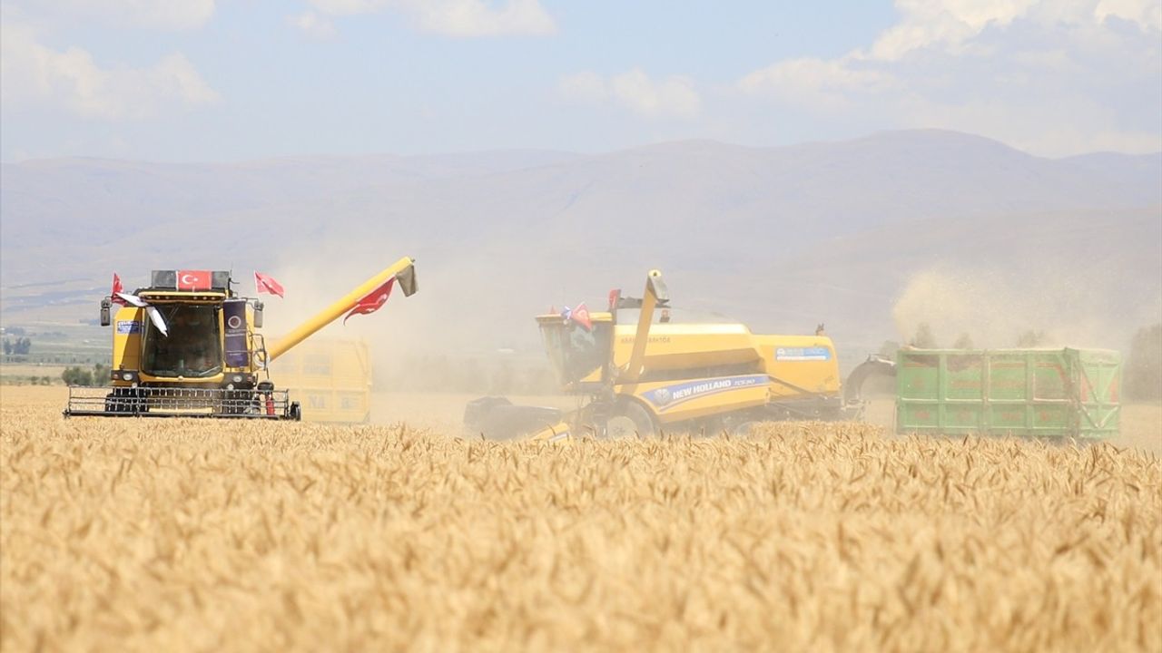 Erzurum'da Alturna Tohumlu Buğdayın Hasadı Başladı