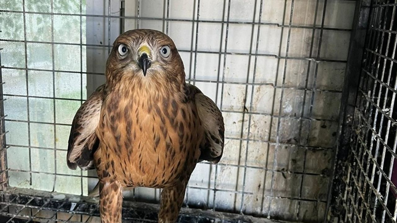 Erzurum'da bakım gören kızıl şahin, 1 aylık tedavi sonrası Aziziye Tabyası'nda doğaya salındı