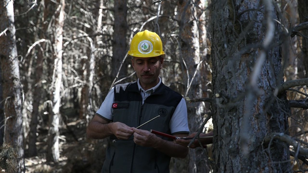 Erzurum ormanlarında yangın riskini azaltmak için seyreltme ve bakım kesimleri başlatıldı