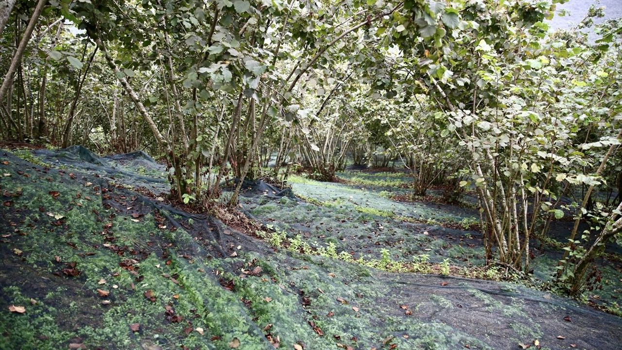 Giresun'da Fındık Hasadında File Örtü Desteği Uygulaması Başladı