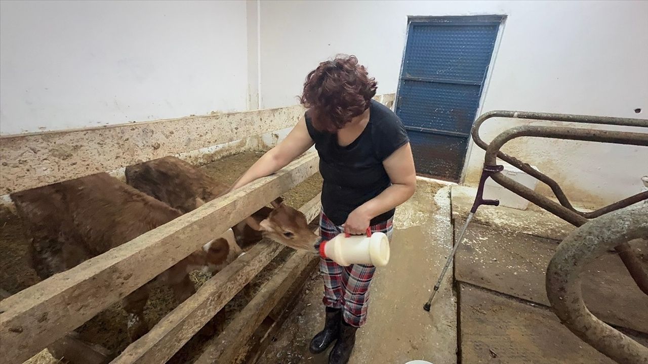 Giresun'da üç hayvancılık işletmesine Hastalıktan Ari sağlık sertifikası ve destek sağlandı