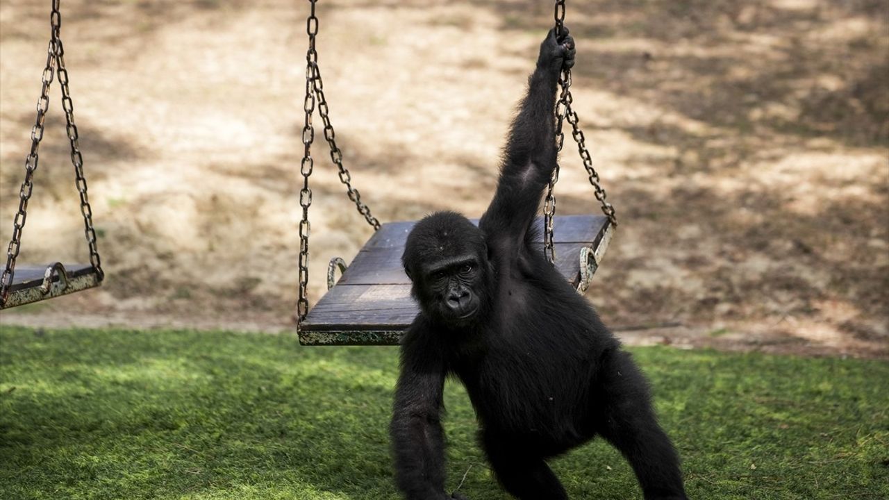 Goril yavrusu Zeytin, Nijerya'da doğal ortamına kavuşmak üzere gönderilmeye hazırlanıyor