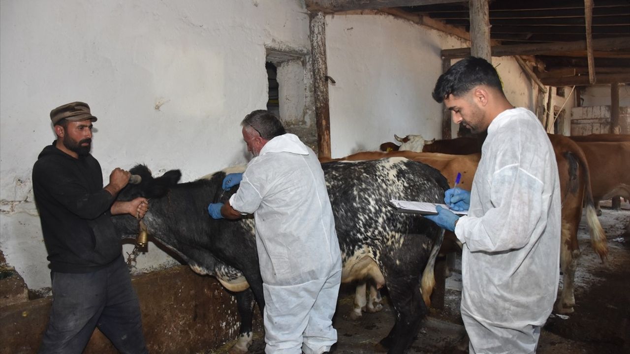 Gümüşhane'de şap hastalığıyla mücadele: Aşılama ve bilgilendirme devam ediyor
