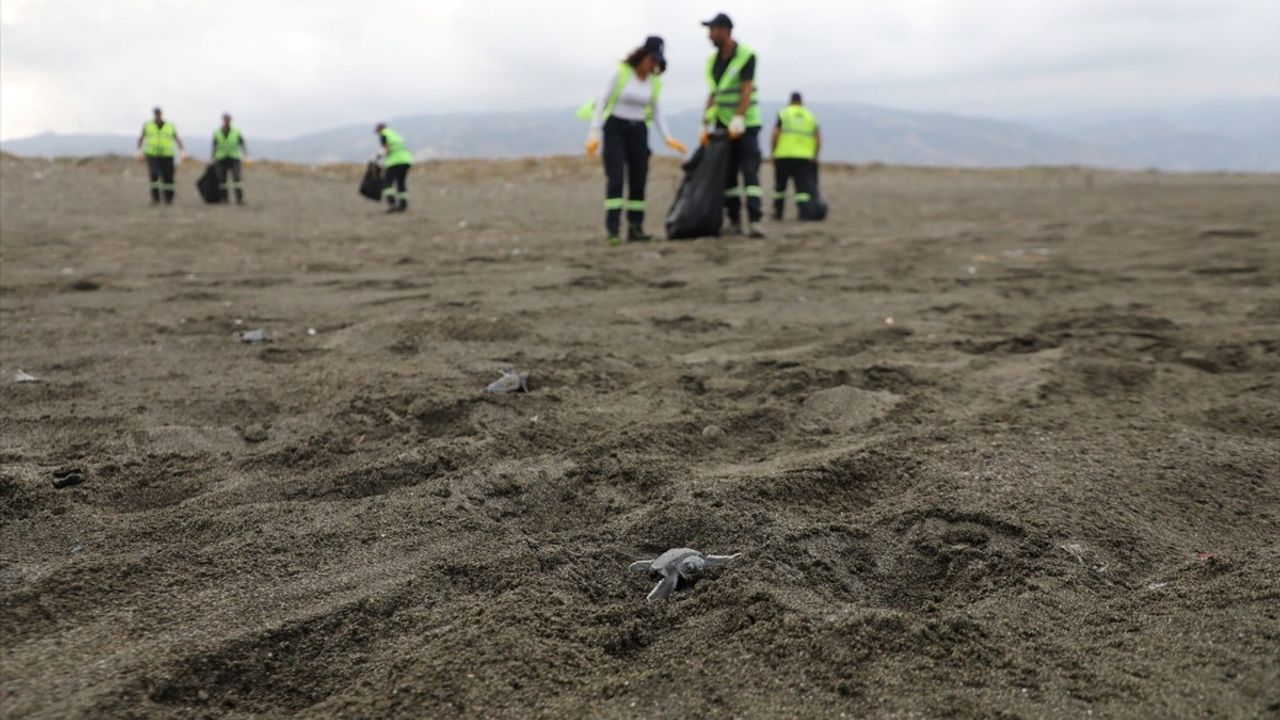 Hatay'da Deniz Kaplumbağası Yavrularının Güvenliği İçin Sahil Temizliği