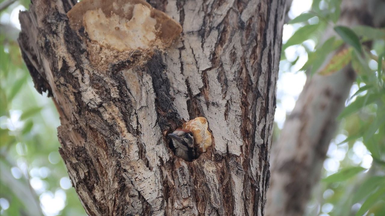 İğdır İl Özel İdaresi bahçesindeki alaca ağaçkakan kurumun maskotu oldu