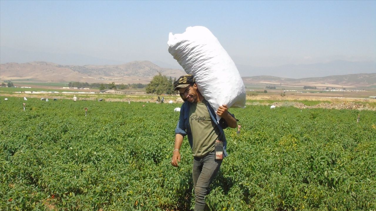 İslahiye'de sofralık kırmızı biber hasadı başladı: Rekolte 43 bin 200 ton bekleniyor