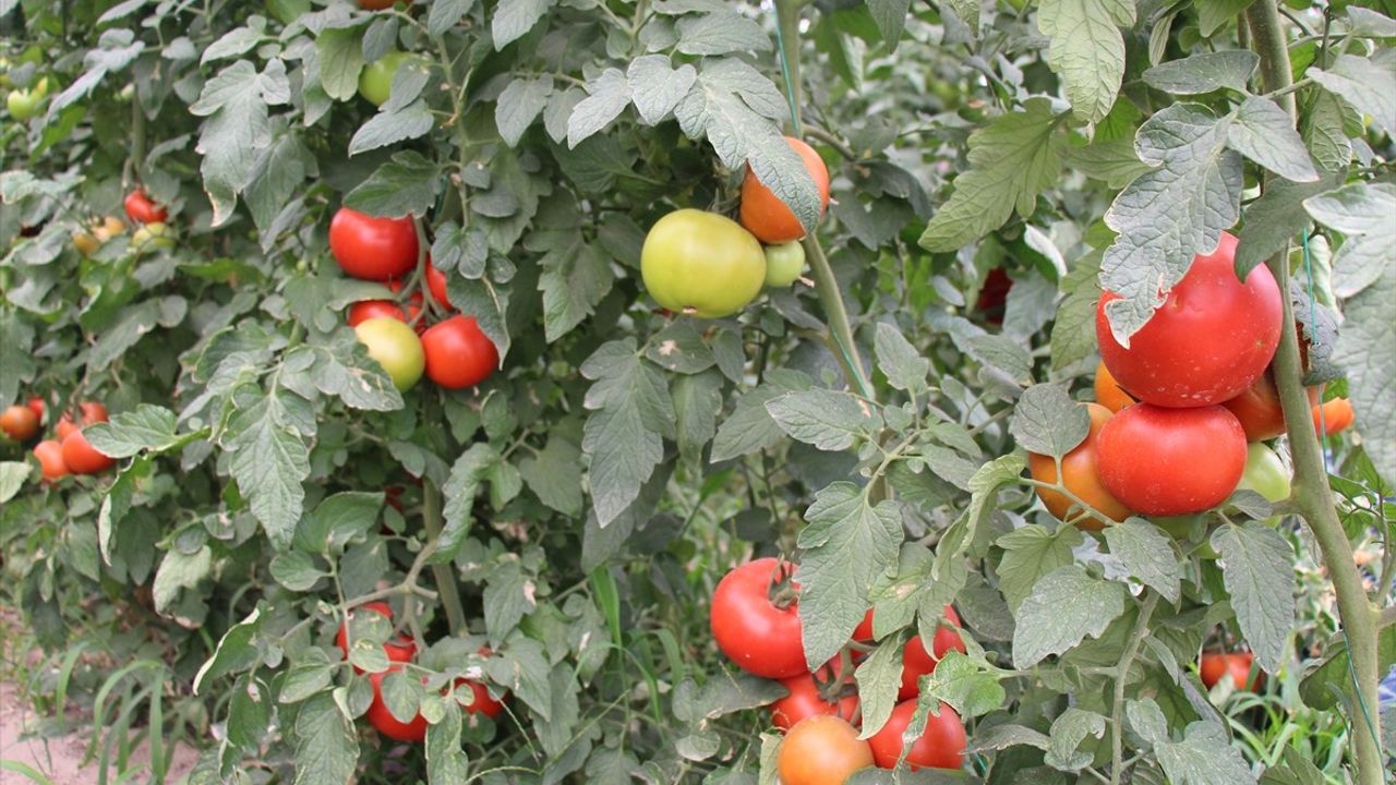 Isparta'da Seralarda Domates Hasadı Başladı