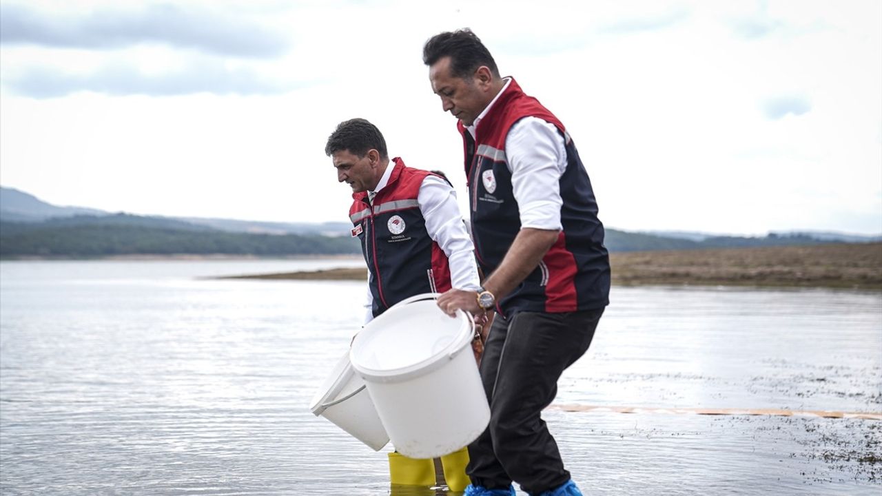 İstanbul'da 3.7 Milyon Sazan Yavrusu Suya Bırakıldı