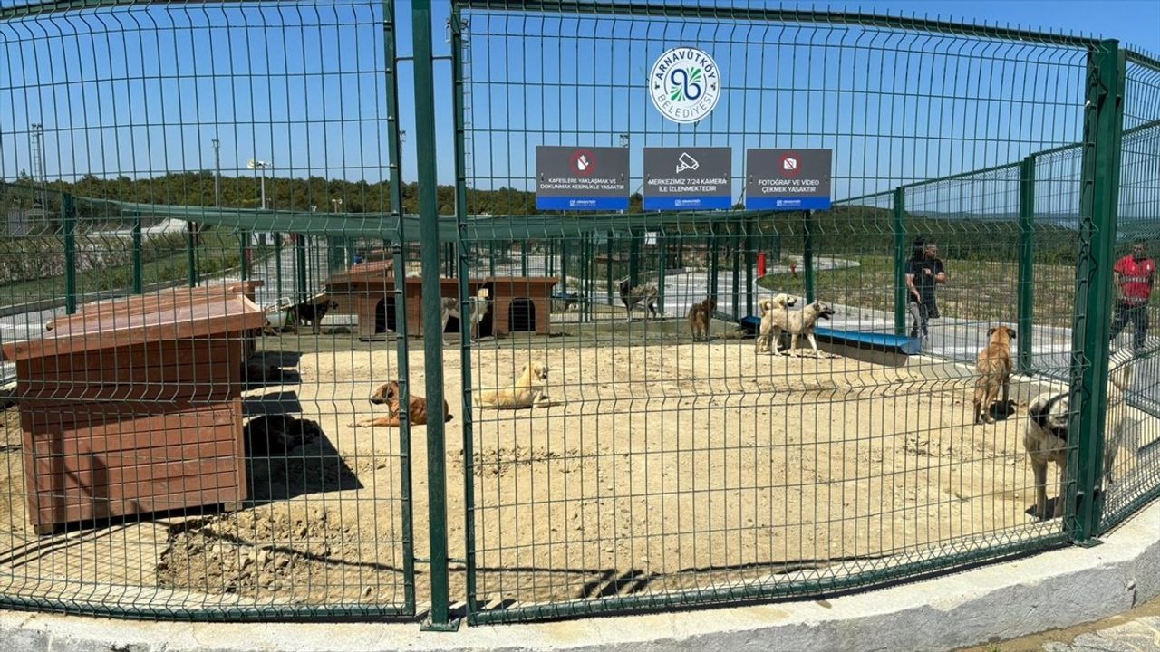 İstanbul Valiliği Talimatıyla Arnavutköy'de Sahipsiz Hayvanların Toplanmasına Başlandı