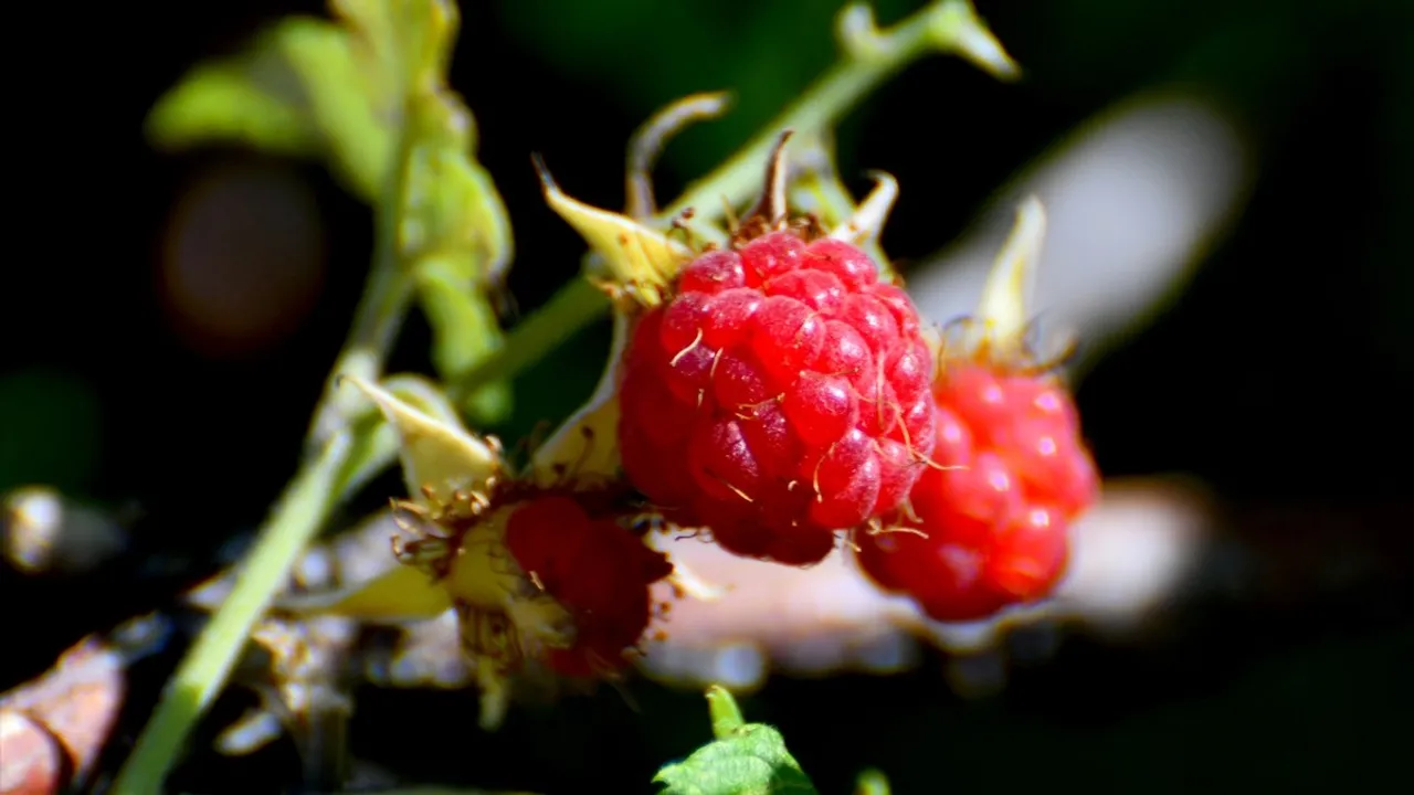 Kars Sarıkamış'ta doğal dağ çileği (böğürtlen) toplama sezonu başladı