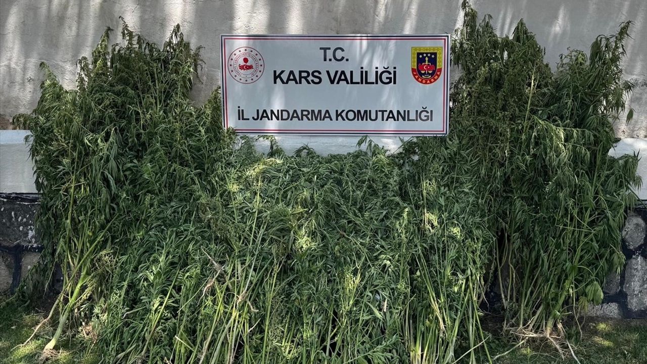Kars'ta 42 Bin 658 Kök Hint Keneviri Ele Geçirildi
