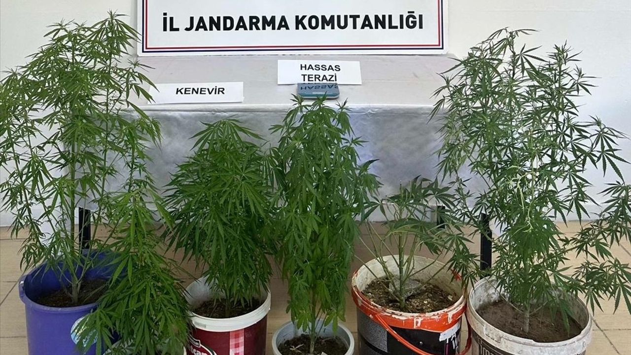 Kayseri'de Kenevir Yetiştiren Şüpheli Gözaltına Alındı