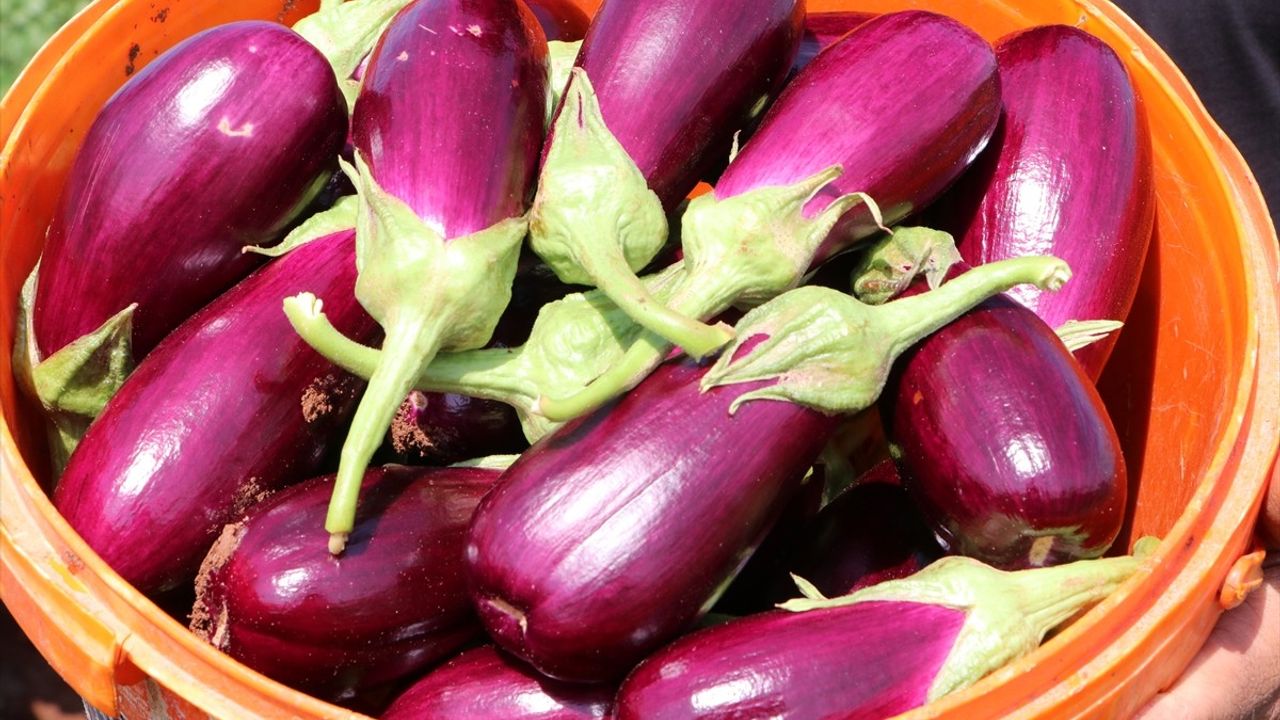 Kilis'e Özgü Zabaran Patlıcanının Hasadı Başladı