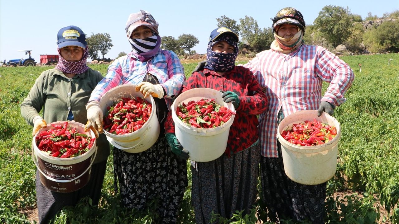 Kilis'te kırmızı biber hasadı başladı: 53 bin dekarda kurutma ve salça üretimi sürüyor