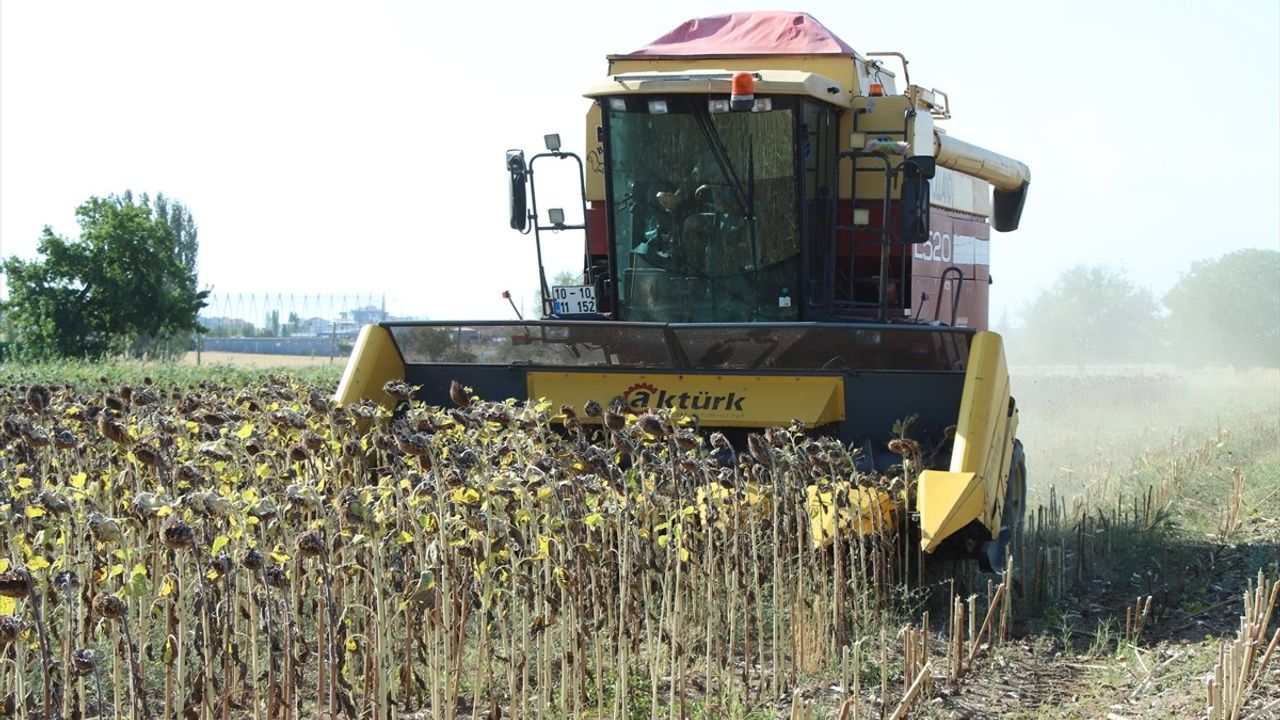 Kırklareli'nde ayçiçeği hasadı sürüyor, verim yaklaşık yüzde 50 düştü