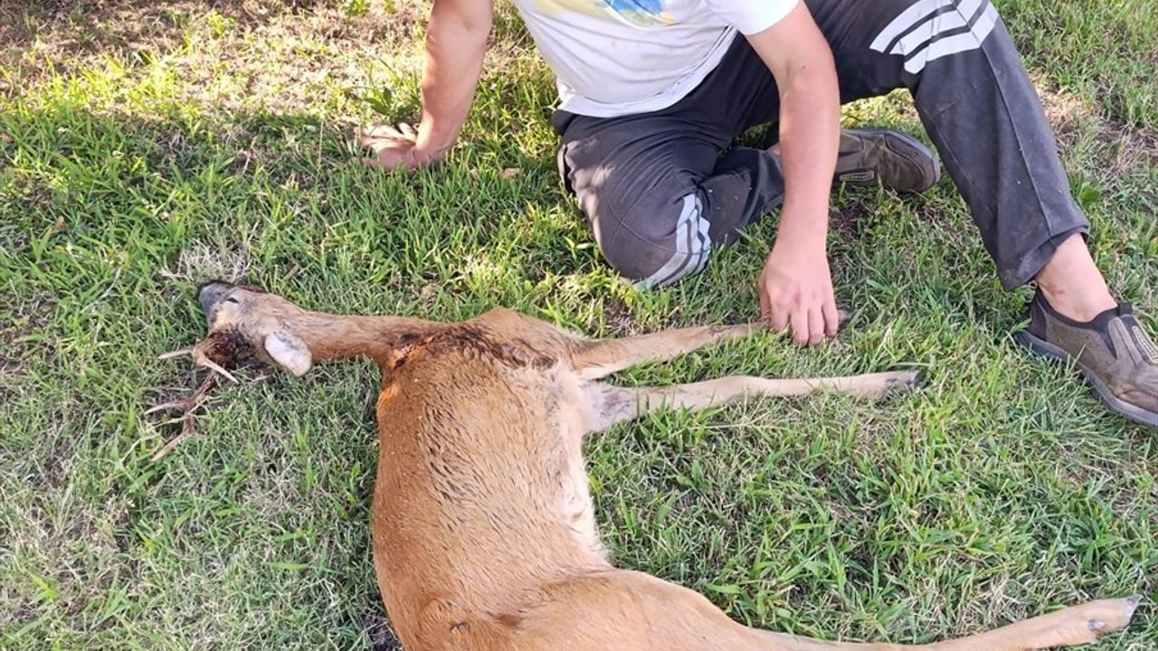 Kırklareli'nde Yaralı Karaca Tedavi Altına Alındı