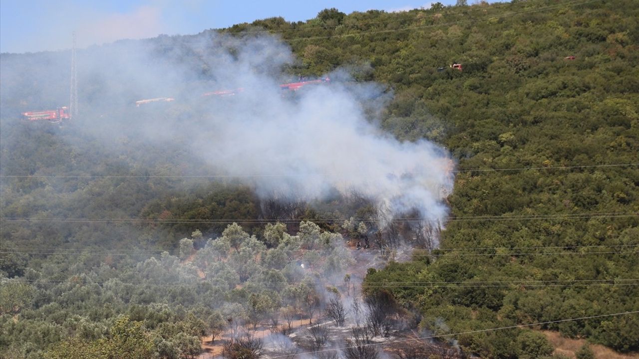 Kocaeli Derince Çınarlı Mahallesi'nde Ağaçlık Alanda Çıkan Yangın Söndürüldü