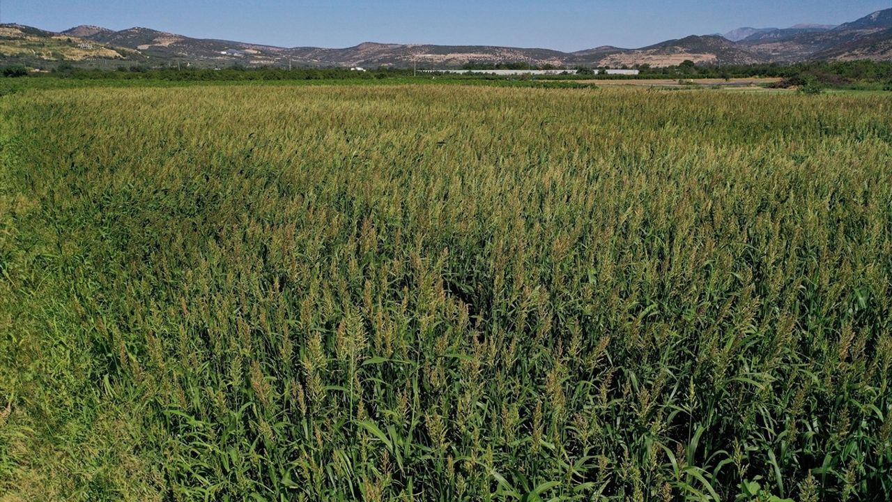 Kuraklık İzmir'de besicileri sorgum sudan otuna yöneltti