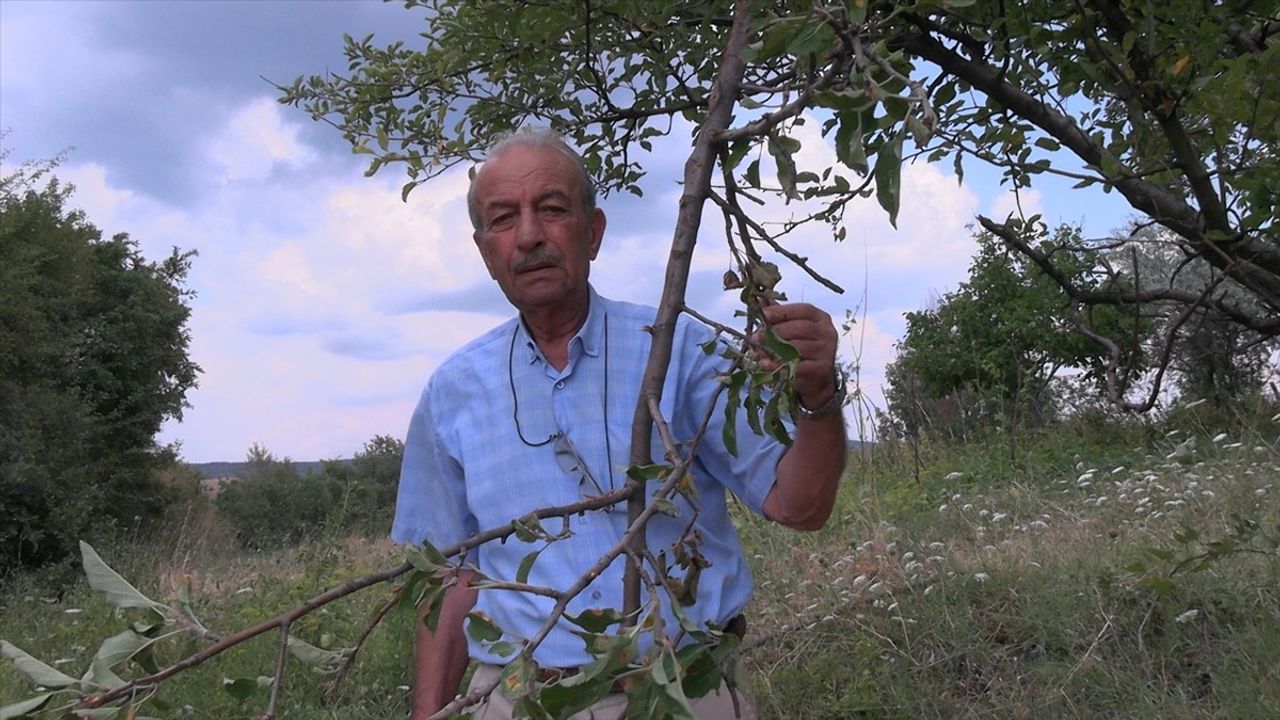 Kütahya'da Hobi Bahçesinde Geyik Görüntülendi: Meyve Ağaçlarına Zarar Verdi