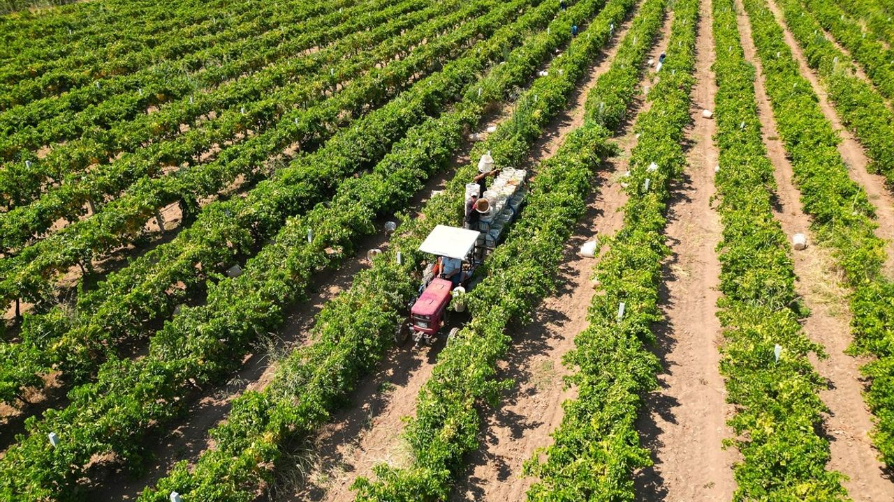 Manisa'da Sultani çekirdeksiz üzümde hasat ve kurutma başladı