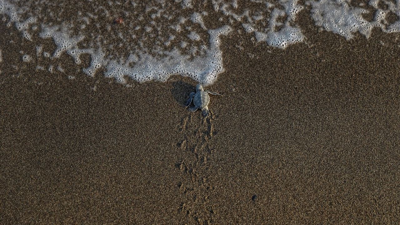 Mersin'de Davultepe 100. Yıl'da yeşil deniz kaplumbağası yavru çıkışları sürüyor