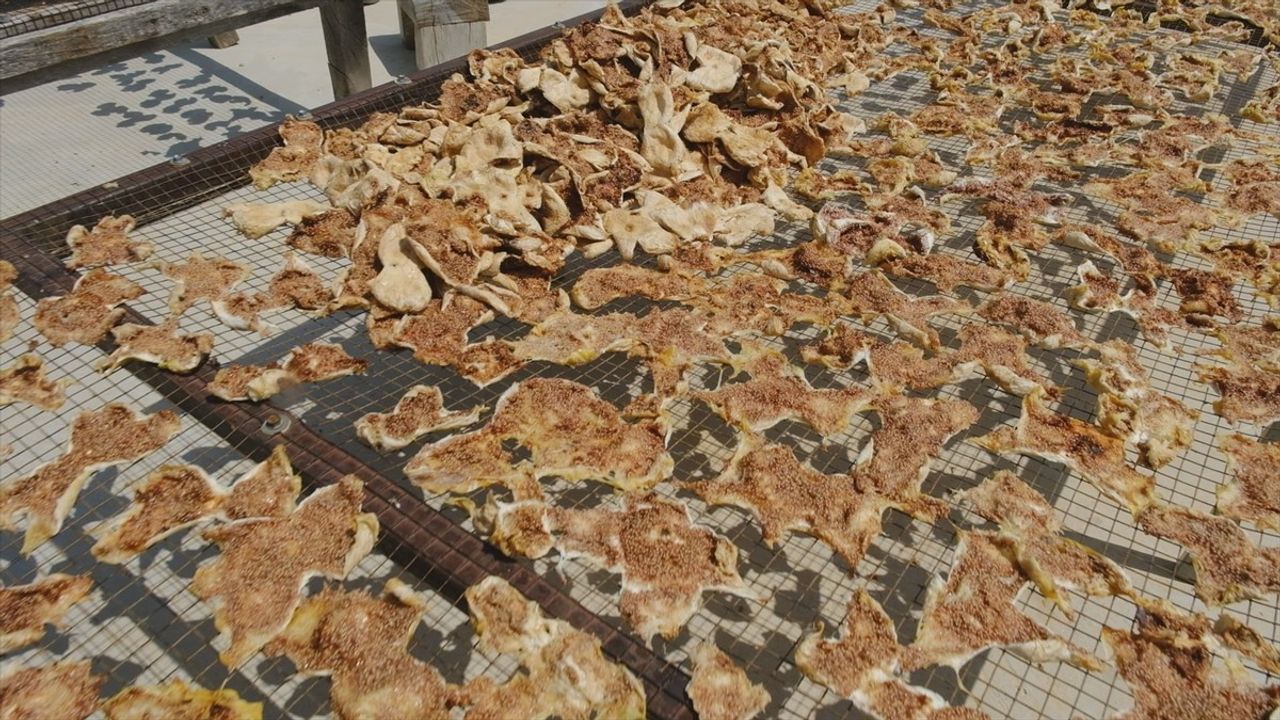 Mersin Mut'ta Beyaz İncir Hasadı Sürüyor: Rekolte ve Coğrafi İşaret Beklentisi