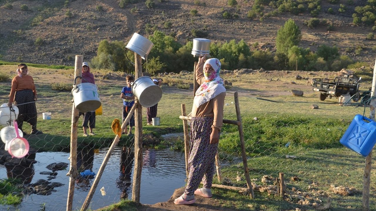 Muş Korkut'ta berivanlar üç tekerlekli kasalı motosikletlerle yaylaya ulaşıp süt sağıyor