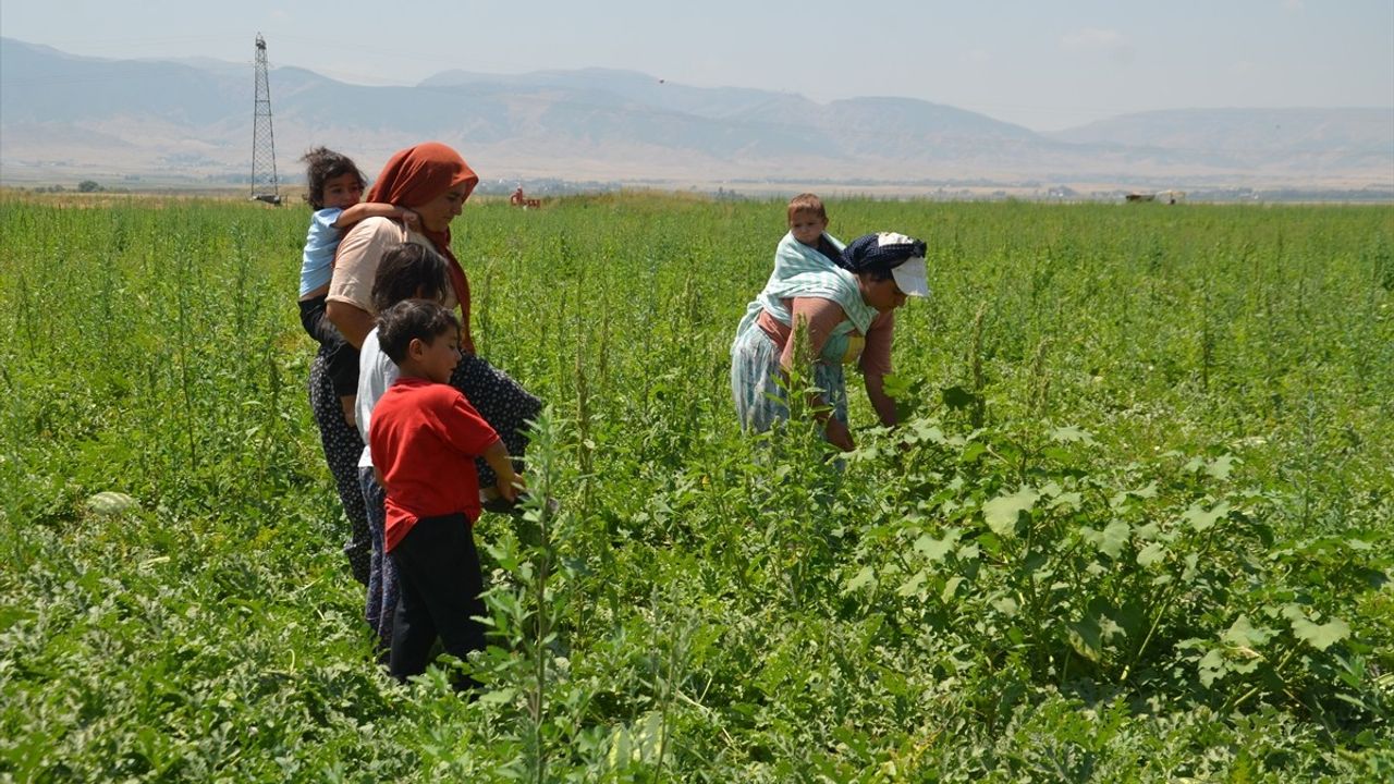 Muş Ovası'nda Kadın İşçilerin Karpuz Hasadı Mücadelesi
