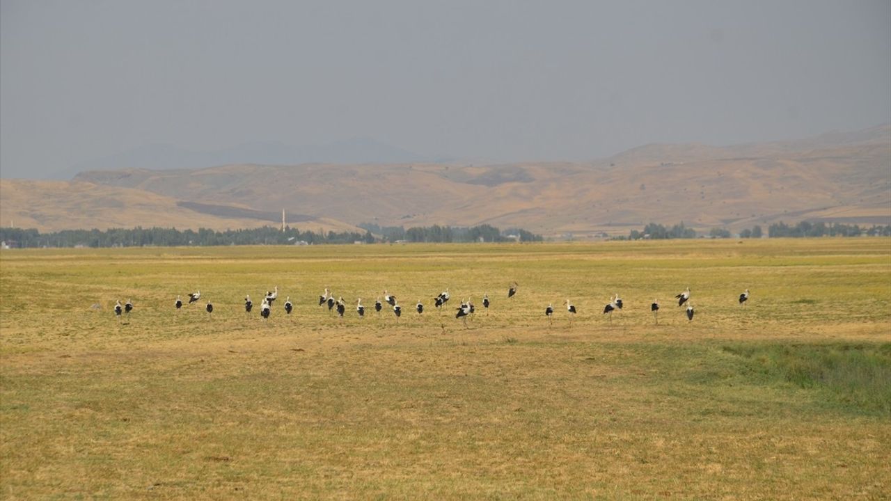 Muş Ovası'nda yavrularını büyüten leylekler ağustos ortasında göçe hazırlanıyor