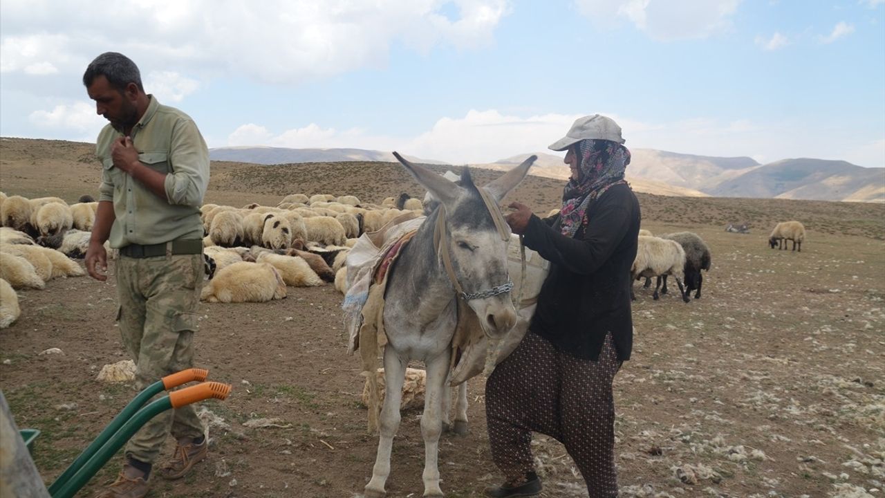 Muş’ta Göçerler Yüksek Rakımlı Yaylalarda Çalışmalarını Sürekli Sürdürüyor