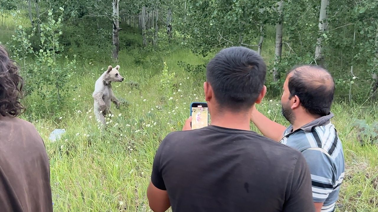 Nemrut Kalderası'ndaki Bozayılar İçin Ziyaretçilere Uyarı