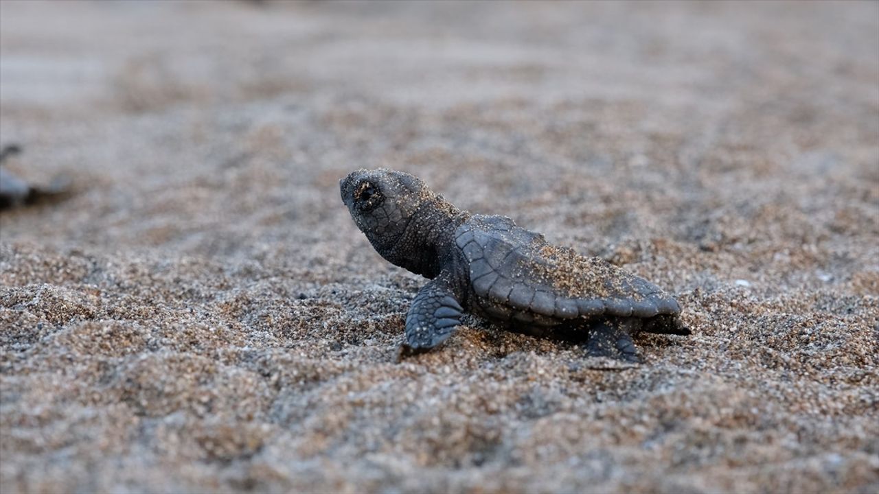 ÖÇK kumsallarında 40.285 yavru deniz kaplumbağası sağlıklı şekilde denize ulaştı