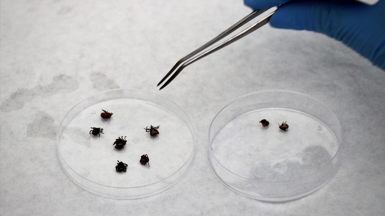 OMÜ, Samsun-Sinop-Tokat'ta doğadan toplanan kenelerle kene kaynaklı hastalıkların risk haritasını hazırlıyor