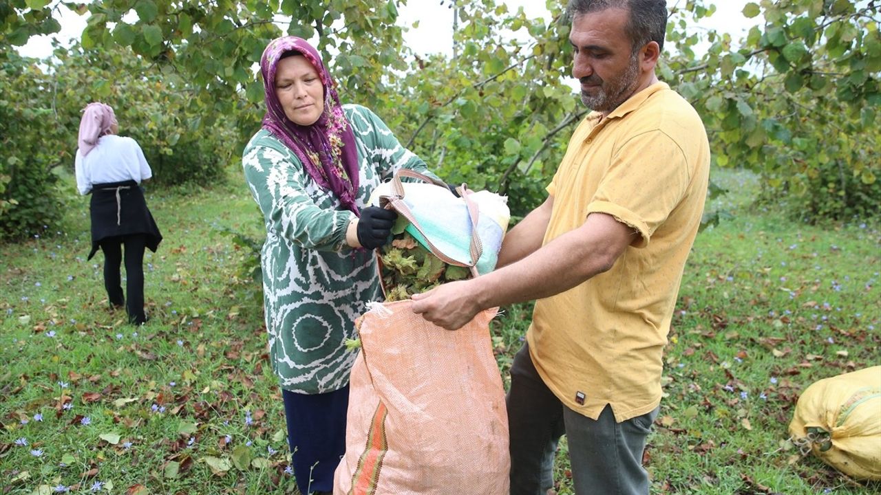 Ordu'da Fındık Hasadı Başladı