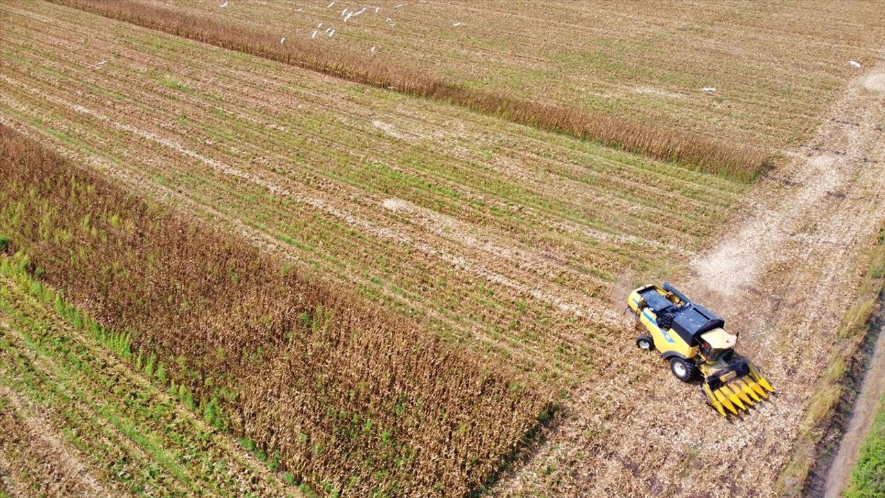 Osmaniye'de mısır hasadı başladı: 463 bin ton rekolte bekleniyor