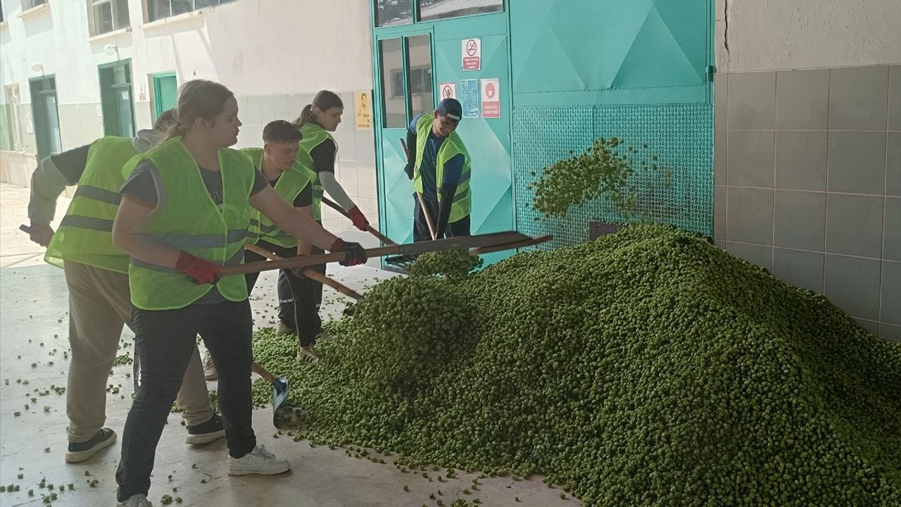 Pazaryeri'nde şerbetçi otu hasadı başladı — 51 yıllık üretim yerel ekonominin önemli dayanağı